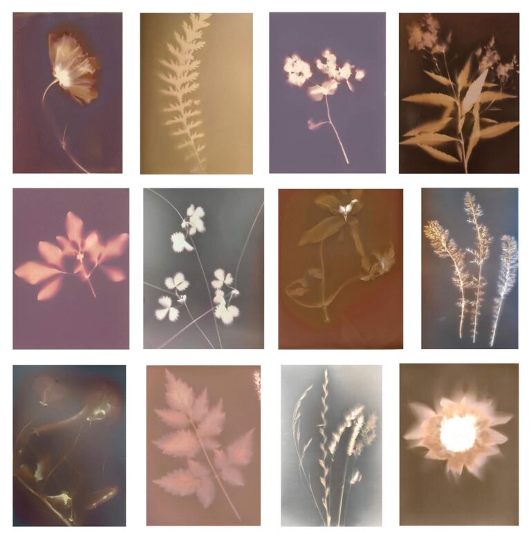 Clare Hewitt: Everything in the forest is the forest